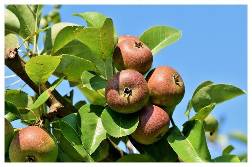 Apples Fruits Food Fresh