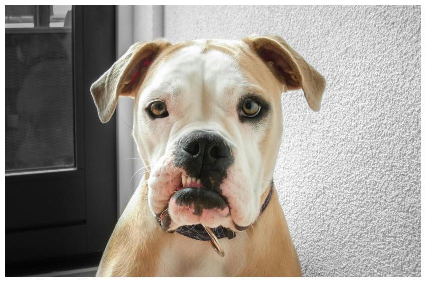 Charming close-up of a bulldog with a curious expr