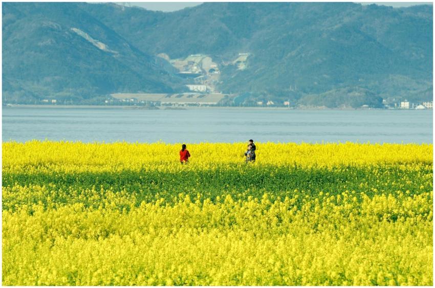 Two people strolling in a vibrant yellow canola fi