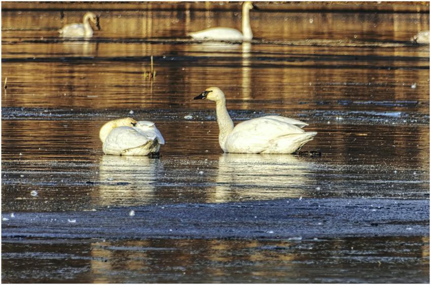 Tundra swans gracefully glide on a frozen lake in