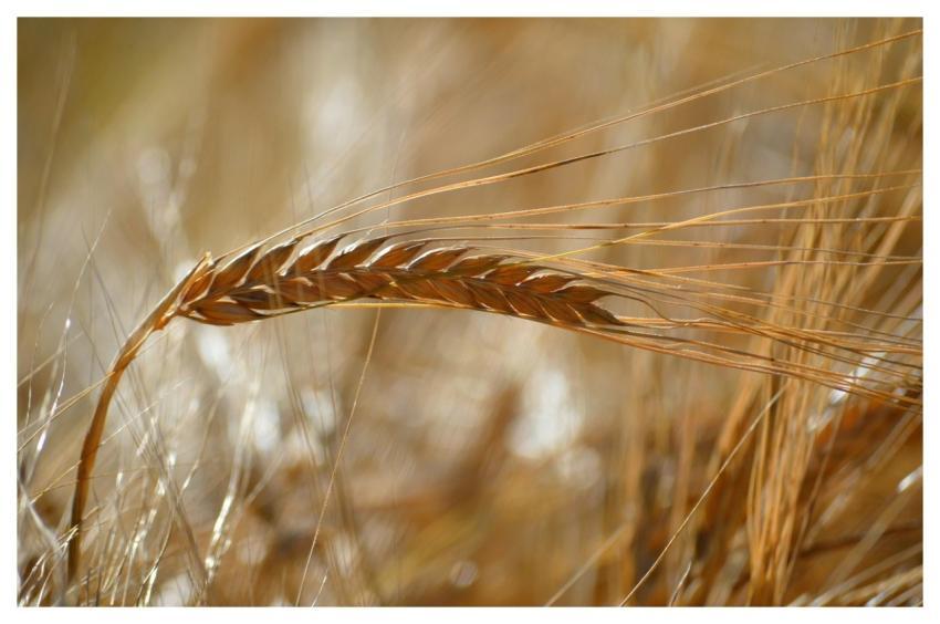 Barley Ear Wheat Field Barley Grain Grain Field