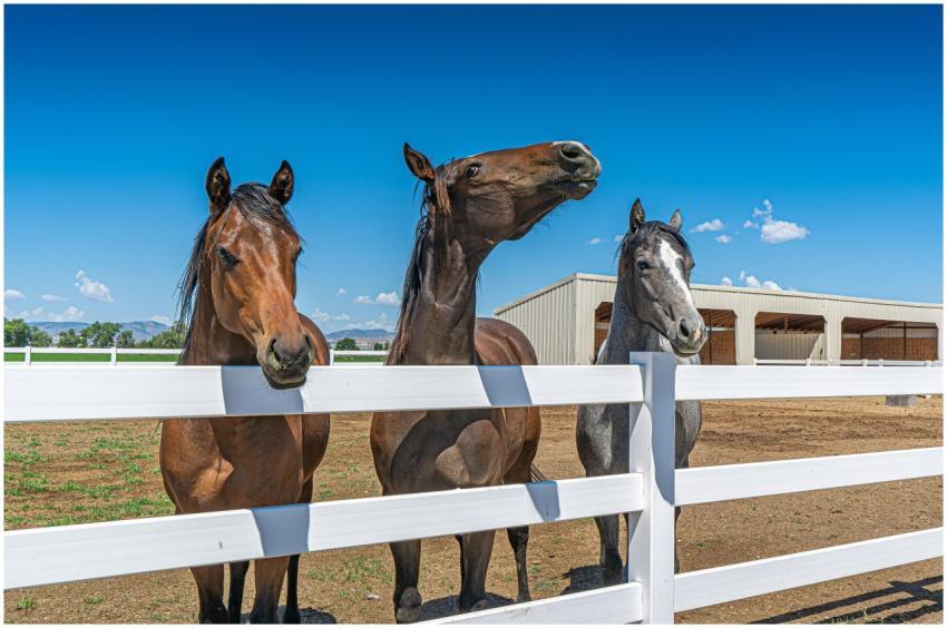Three horses standing behind a white fence on a ra