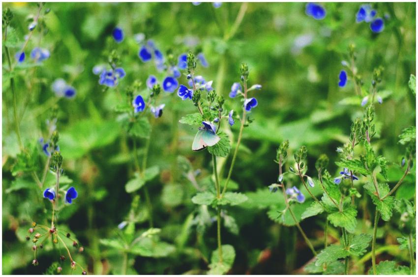 A vibrant capture of a butterfly amidst German spe