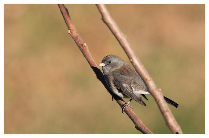 Bird Junco Ornithology Snowbird