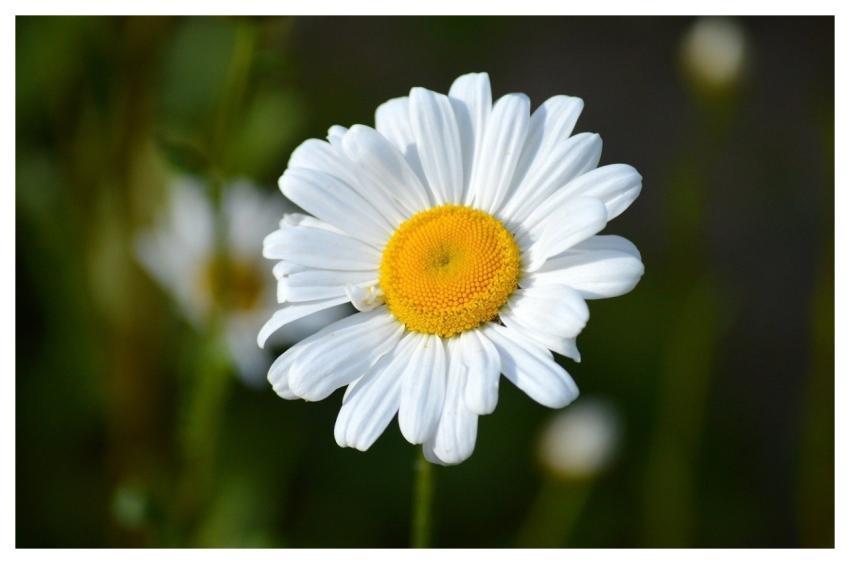Marguerite Flower Nature Blossom