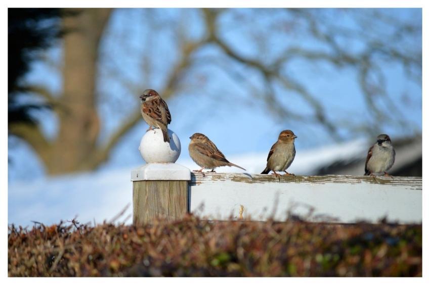 Sparrows House Sparrows Birds Nature