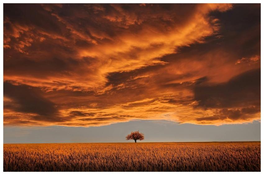 Serene landscape with a single tree against a dram