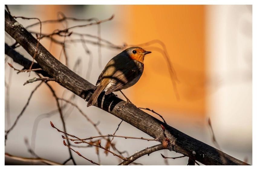 Robin Mac Wallpaper Branch Bird