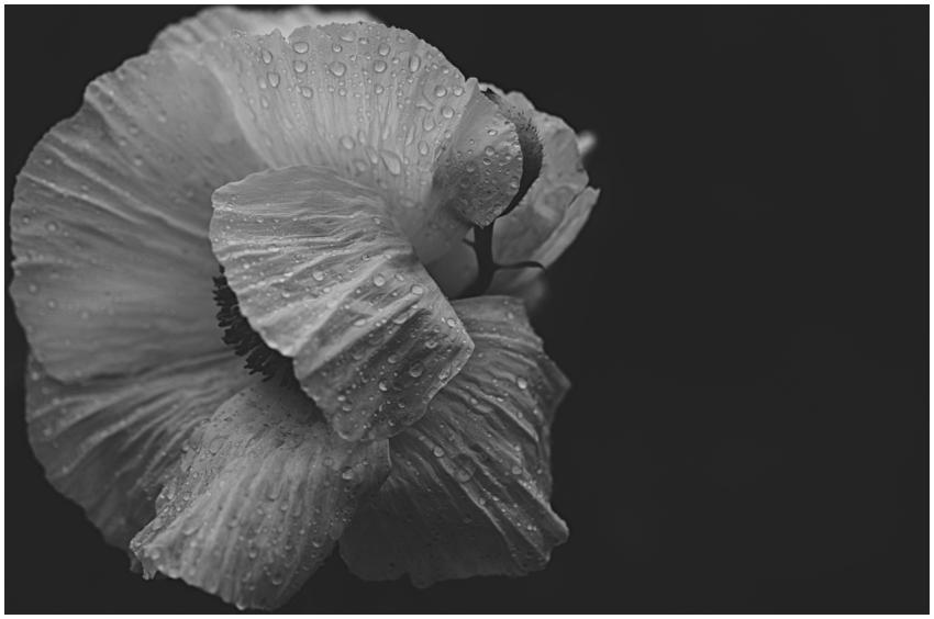 Artistic black and white close-up of a flower with