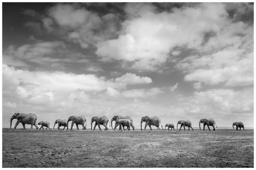 A stunning black and white capture of a majestic e