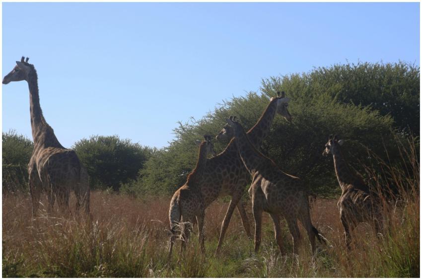 A group of giraffes roaming freely in the African