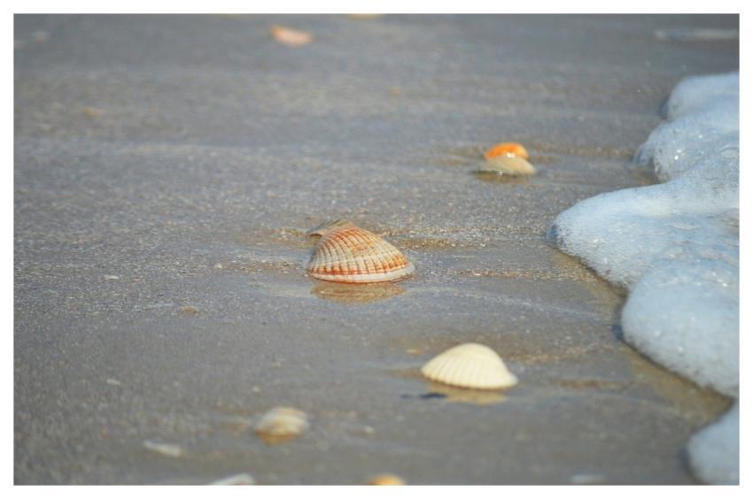 Shell Clam Seashore Sand