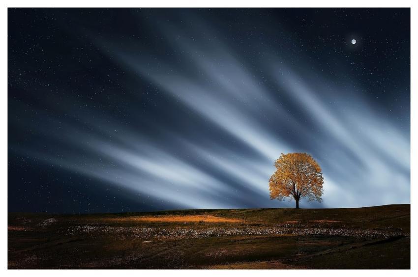 Tree Natur Nightsky Meadow