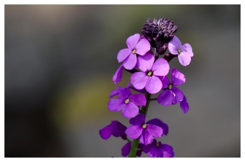 Common Night Violet Matron Flower Beautiful Flower