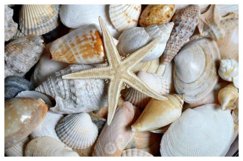 Starfish Shellfish Mollusc Scallop