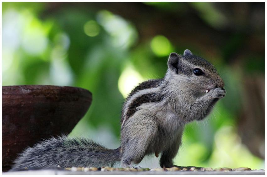 Captivating image of an Indian palm squirrel outdo