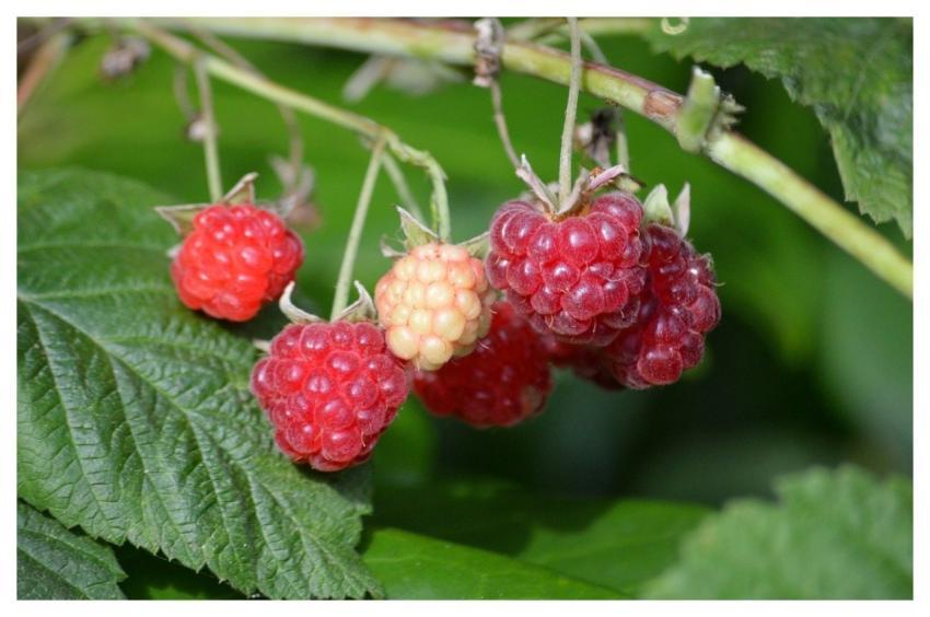 Raspberries Garden Plant Nature Red