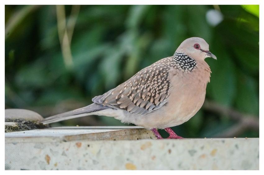Dove Bird Animal Nature