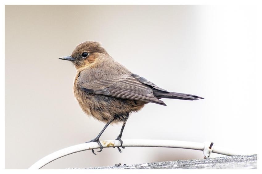 Indian Chat Bird Animal Brown Rock Chat