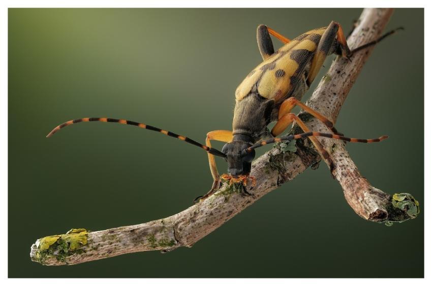 Bug Nature Beetle Insect