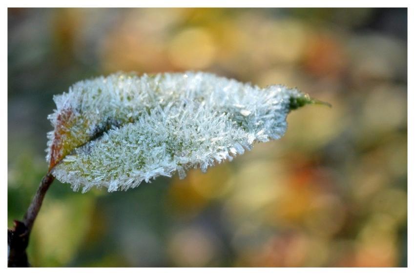 Leaf Nature Branch Cold