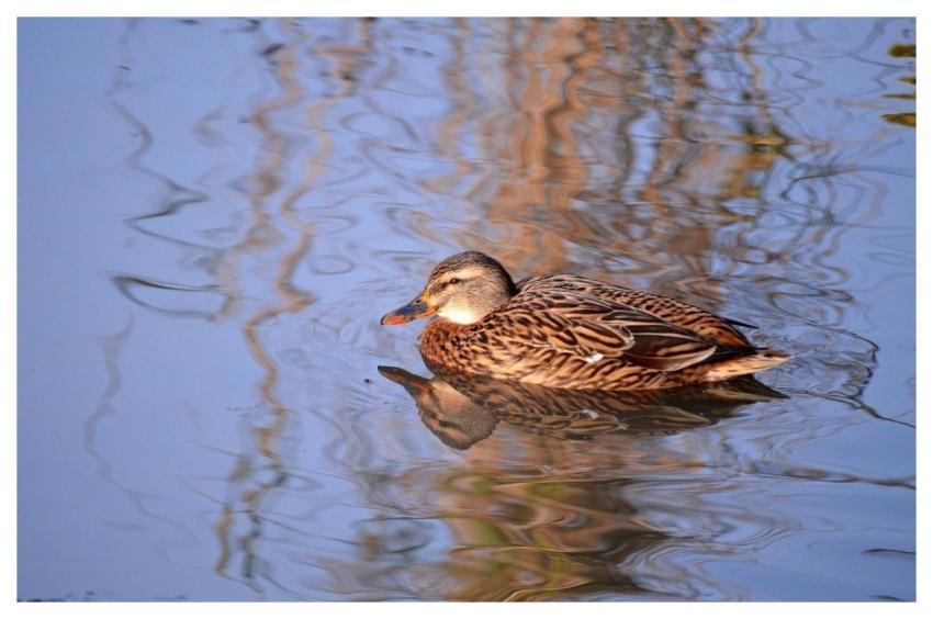 Duck Nature Bird Water Bird