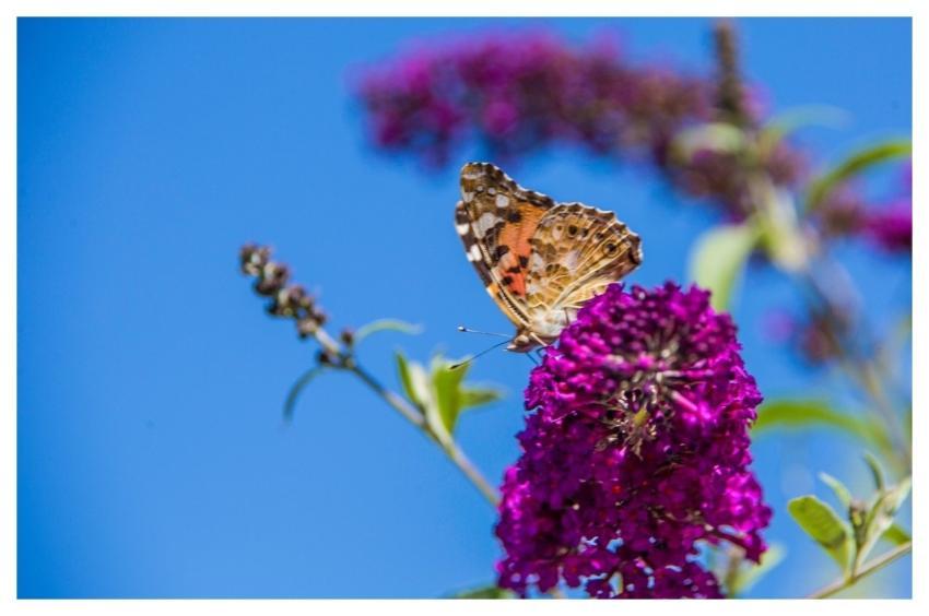 Butterfly Insect Nature Fauna