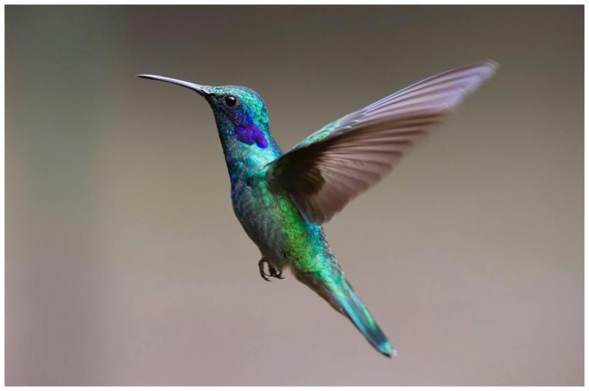 Colorful hummingbird in flight with detailed feath