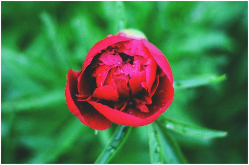 Close-up of a vibrant red peony flower with dew on