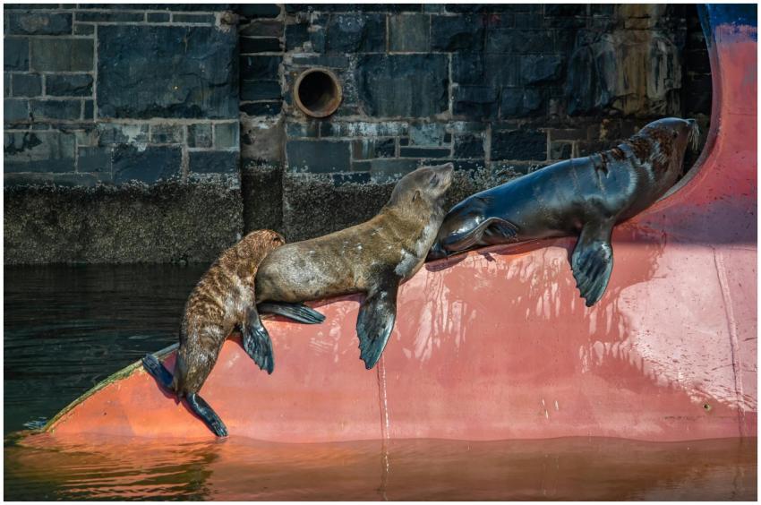 Three seals resting on a dock in Cape Town harbor