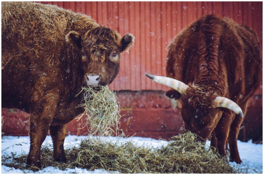 Two brown cattle grazing hay on snowy farm with tr