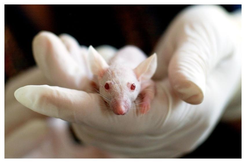 Animal Mouse Experiment Laboratory