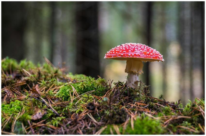 Close-up of a Fly Agaric mushroom on mossy forest