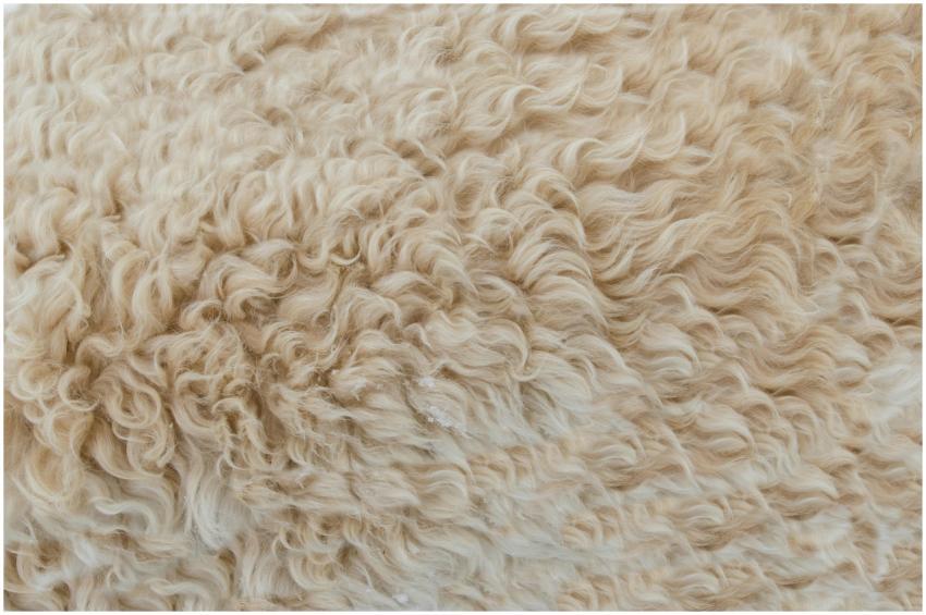 Detailed close-up of beige wool texture, showcasin