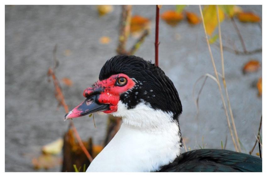 Duck Wart Duck Musky Duck Berberente