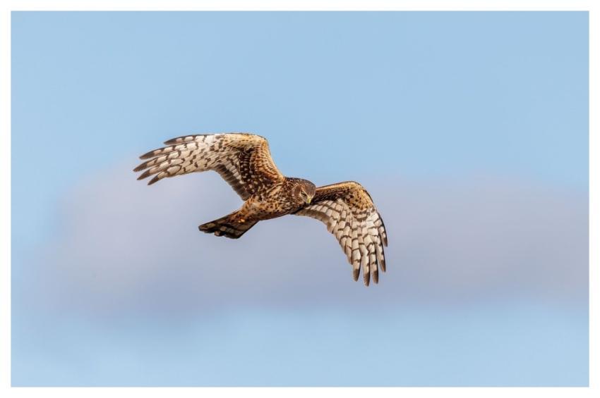 Hawk Sky Flying Nature