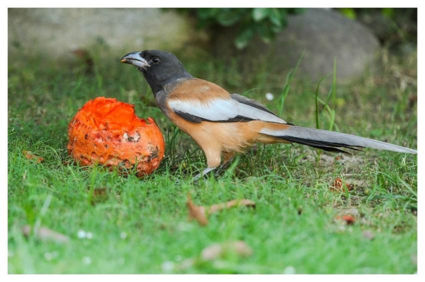 Treepie Bird Avian Animal