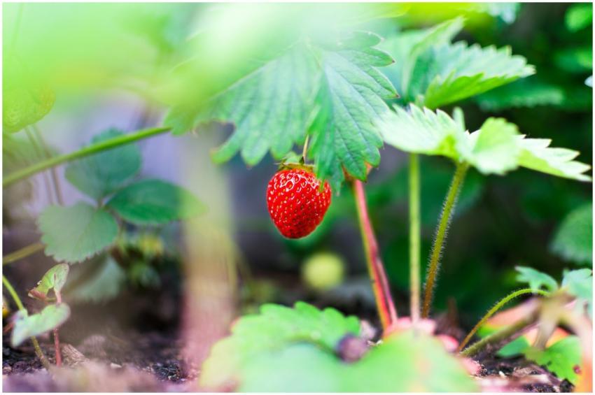 Close-up of a ripe strawberry growing amidst lush