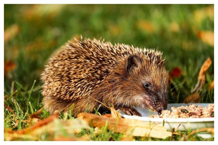 Hedgehog Animal Hannah Nager