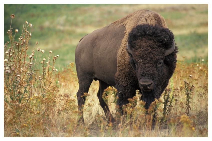 Bison Buffalo Nature Beef