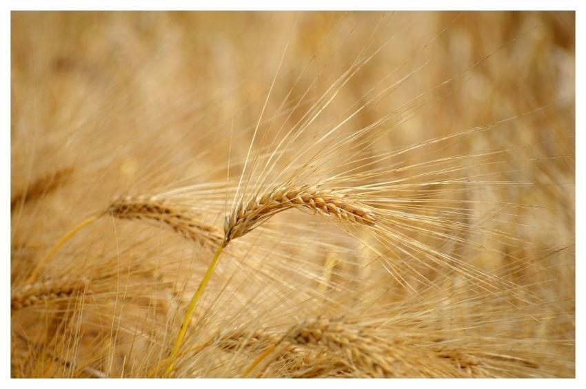 Barley Ears Barley Grain Grain Nature