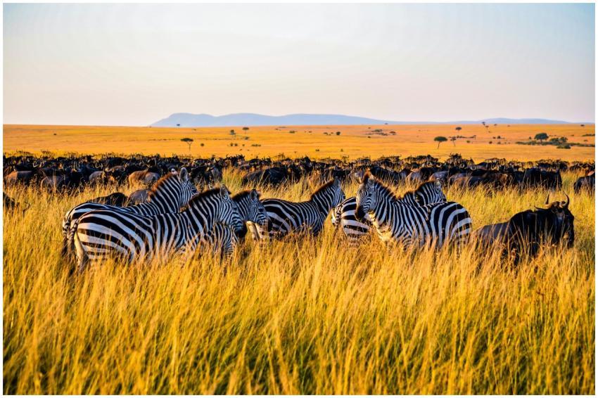 A herd of zebras and wildebeest grazing in Nakuru'