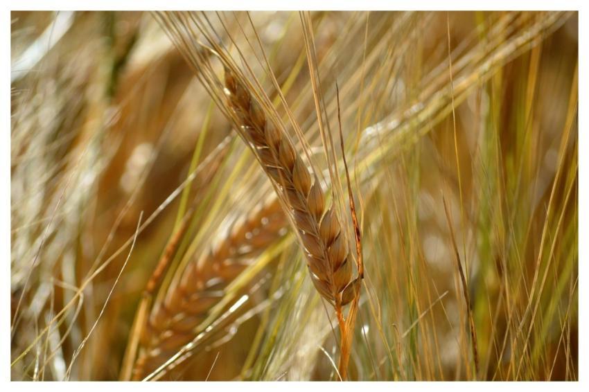 Barley Ear Barley Grain Grain Summer