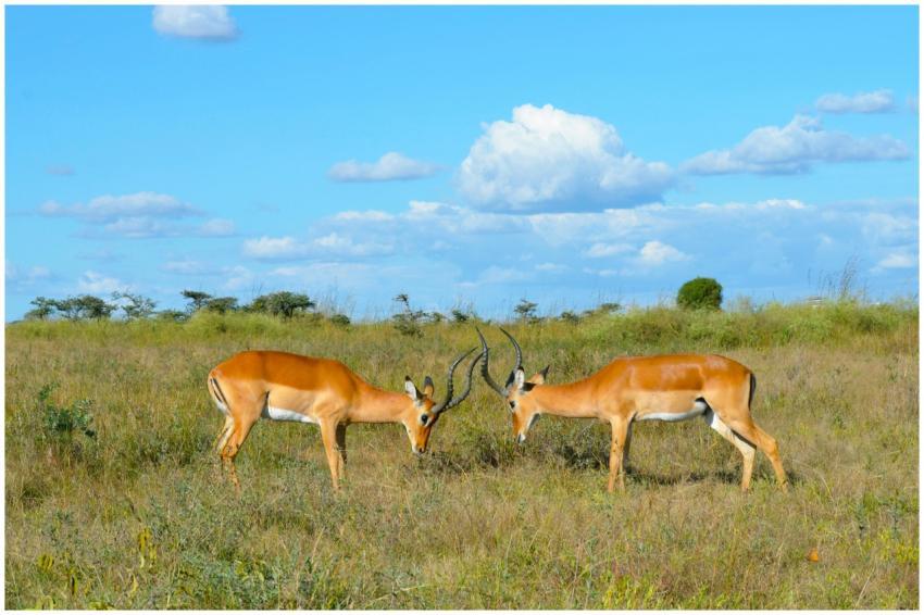 Two impalas grazing in Nairobi National Park, Keny