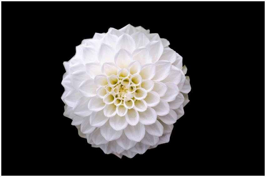 Elegant white dahlia bloom against a black backgro