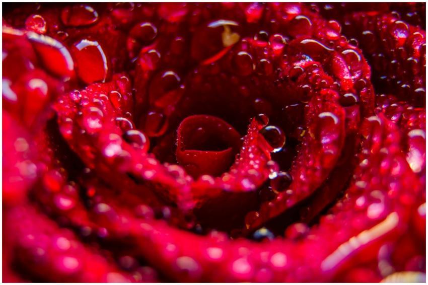 Macro shot of a red rose covered in water droplets