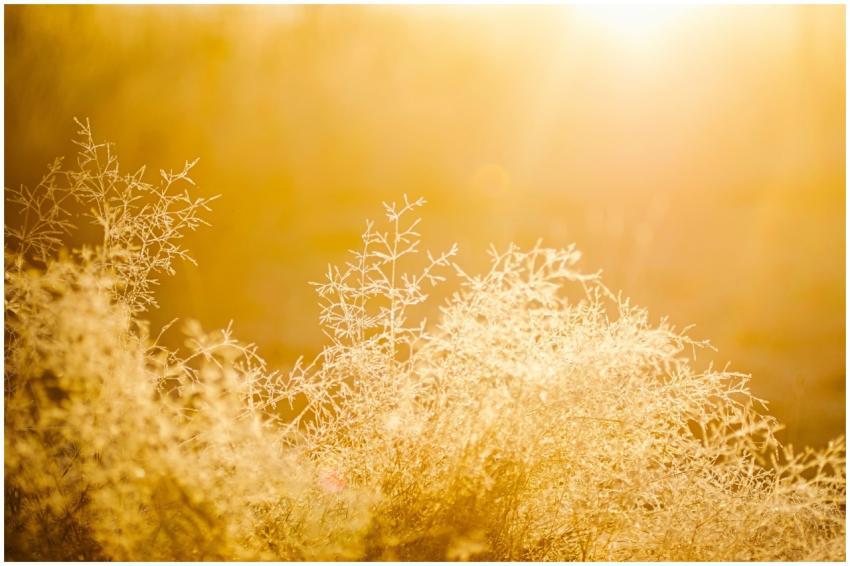 Sunlit dry grasses create a golden glow in the ear