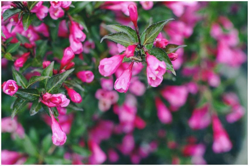 Beautiful vibrant pink blossoms in full bloom. Per