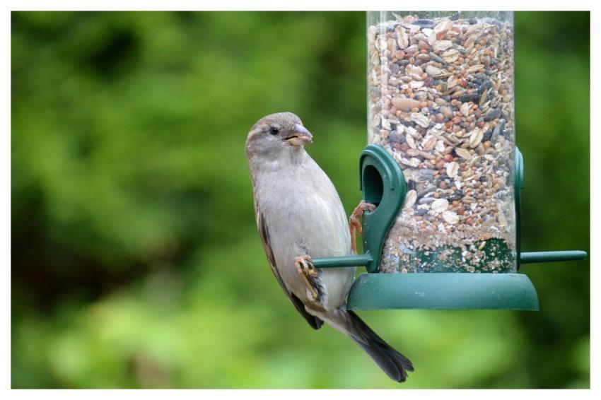 Bird Sparrow House Sparrow Sperling