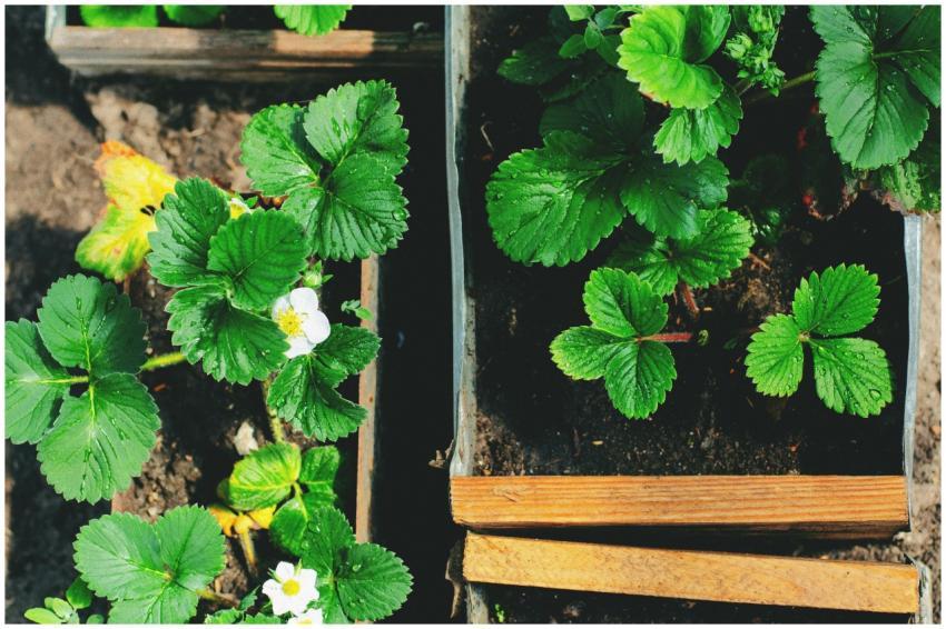 Vibrant strawberry plants with water droplets in w